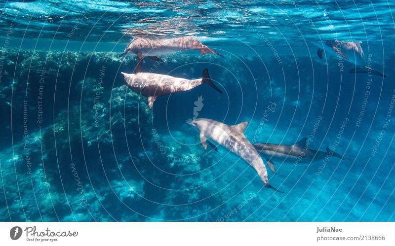 Dolphins in the reef Water Animal Ocean be afloat more East Pacific Red Sea Egypt Dive Snorkeling Wild Free-living Underwater photo Multiple Group of animals