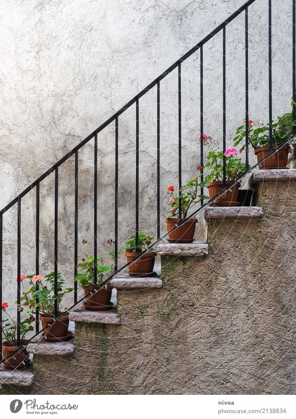 flower staircase Leisure and hobbies Vacation & Travel Trip Environment Nature Plant Flower Leaf Blossom Italy Wall (barrier) Wall (building) Stairs Banister