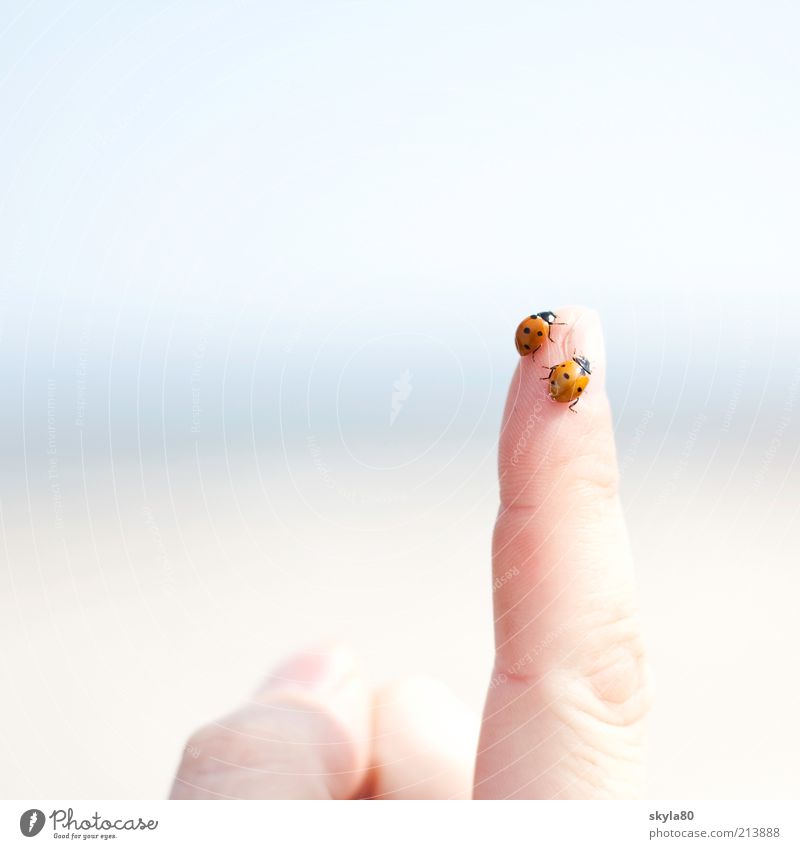 sure instinct Ladybird Fingers luck Crawl Good luck charm To hold on Observe Animal Beetle Summer Recklessness Freedom Joie de vivre (Vitality) spring Nature