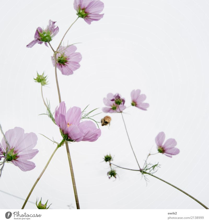 collection point Environment Nature Landscape Plant Animal Beautiful weather Blossom Cosmos Daisy Family Blade of grass Garden Bumble bee Work and employment