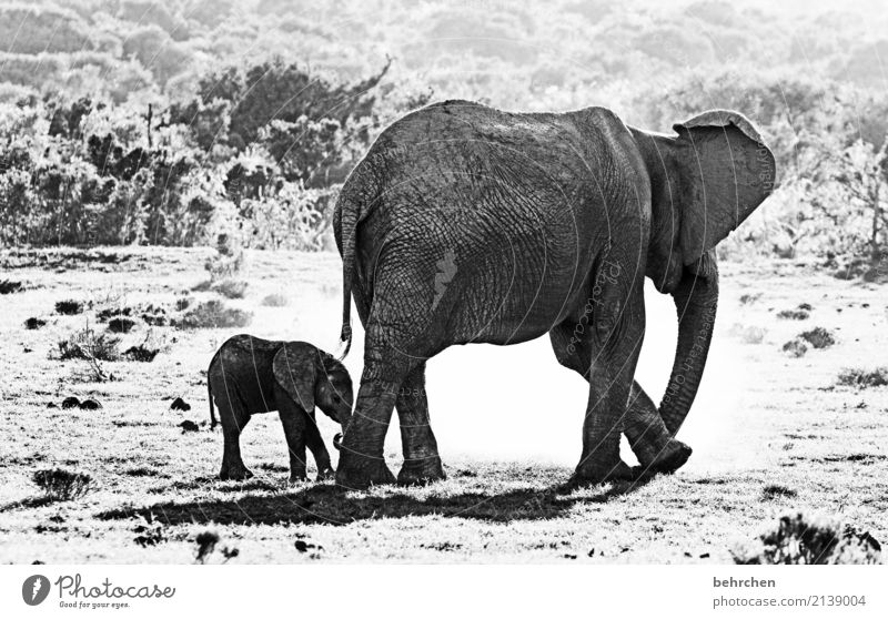 worth protecting Vacation & Travel Tourism Trip Adventure Far-off places Freedom Safari Wild animal Elephant 2 Animal Baby animal Animal family Exceptional