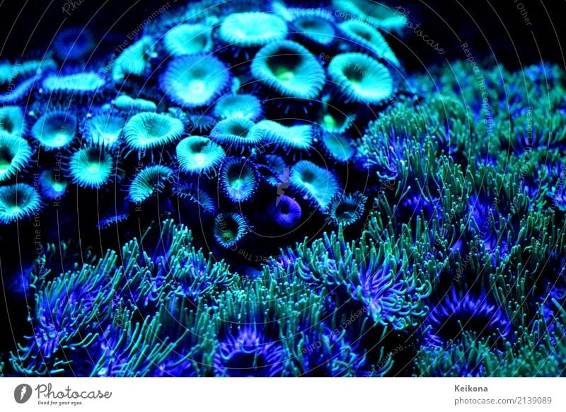 Cobalt blue coral polyps in aquarium. Environment Nature Plant Water Flower Leaf Exotic Ocean Island Zoo Aquarium Swimming & Bathing Dive Wet Blue Green Black