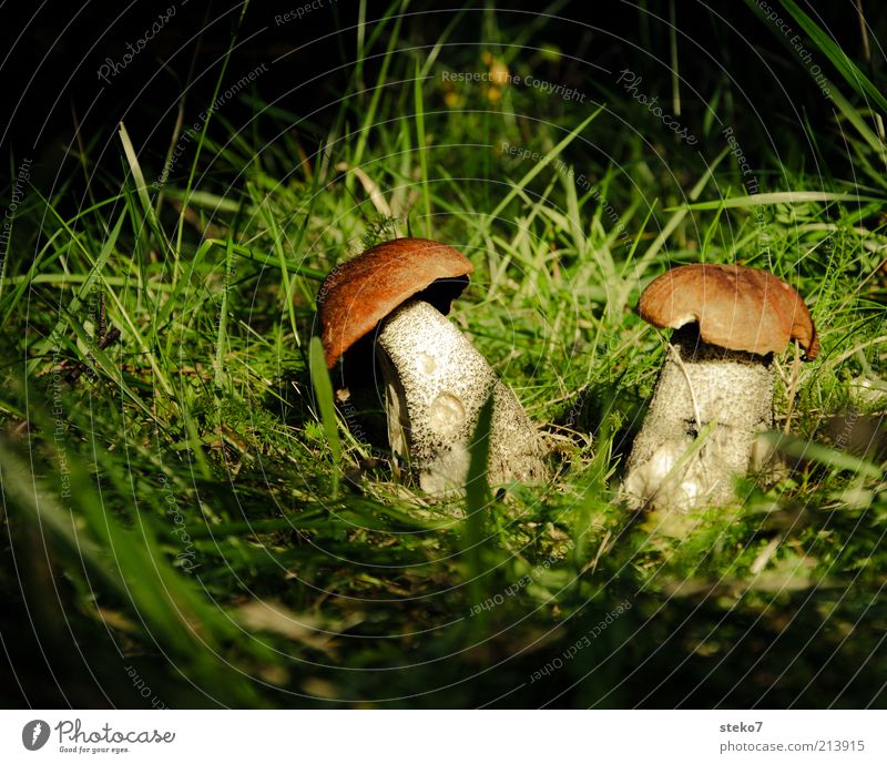 In the spotlight Nature Sunlight Autumn Mushroom Woodground Tuft of grass Find Search Brown Green Flare Colour photo Deserted Copy Space top Copy Space bottom 2