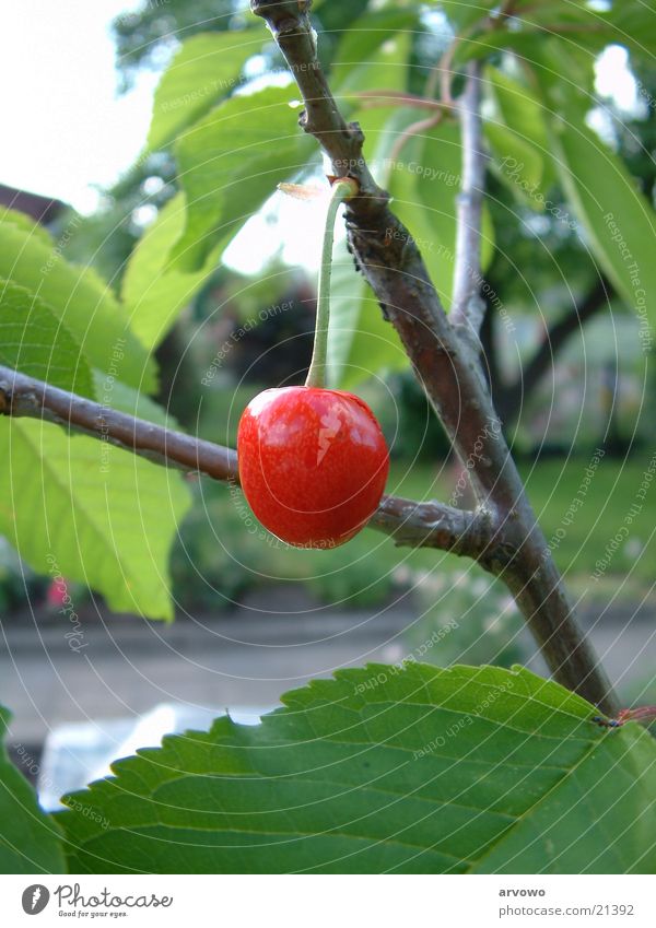The first cherry Cherry Normal focal distance Leaf Fruit