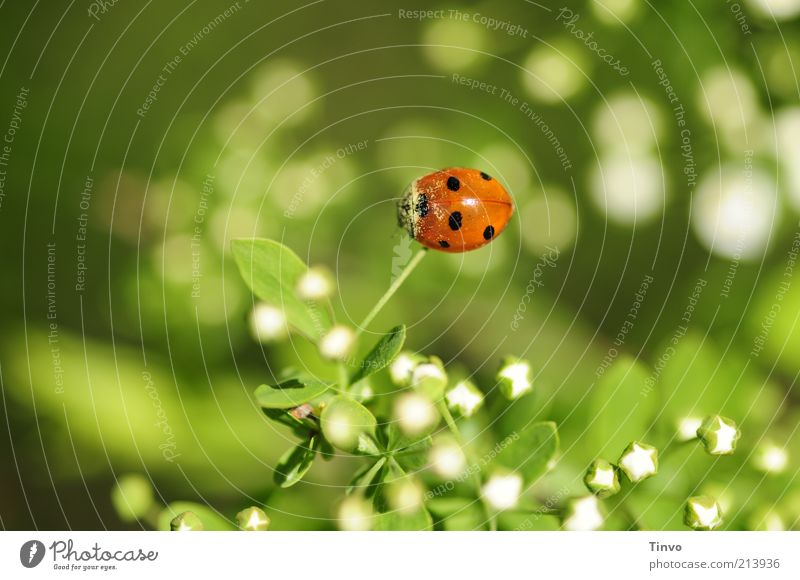 Lucky Beetle Day Plant Leaf Blossom 1 Animal Happy Green Red Black White Spring fever Optimism Sympathy Love of animals Ladybird Colour photo Exterior shot