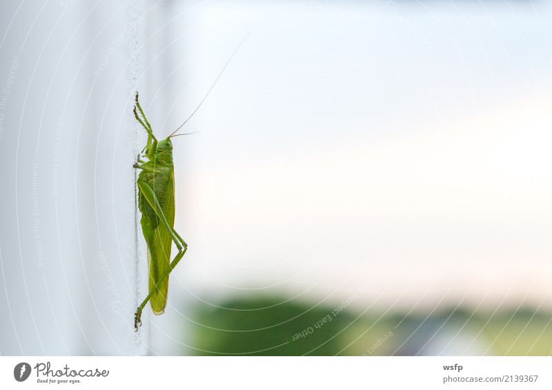 Grasshopper sits on a white wall Macro Animal Green grasshopper gomphocerinae House cricket Wall (building) Insect Locust Locusts Plagues fright Close-up