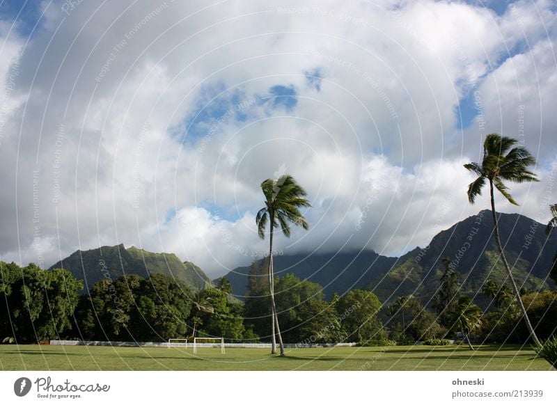 Football pitch Hawaiian Sporting Complex Landscape Exotic Palm tree Virgin forest Hill Kauai Colour photo Exterior shot Deserted Mountain Clouds Grass surface