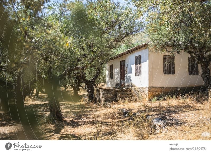 in the olive grove Environment Nature Beautiful weather Warmth Tree Hut Natural Olive grove Olive tree Zakynthos Colour photo Exterior shot Deserted Day