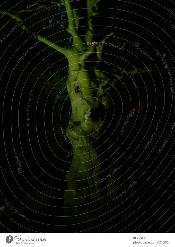ghost tree Tree Night Artificial light Long exposure