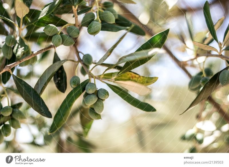 olives Environment Nature Plant Summer Tree Natural Green Olive tree Colour photo Exterior shot Detail Macro (Extreme close-up) Deserted Day