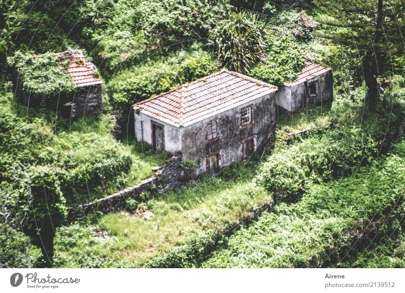 I got something of my own. House (Residential Structure) Redecorate Agriculture Forestry Foliage plant Virgin forest Mountain Madeira Deserted Dream house Ruin