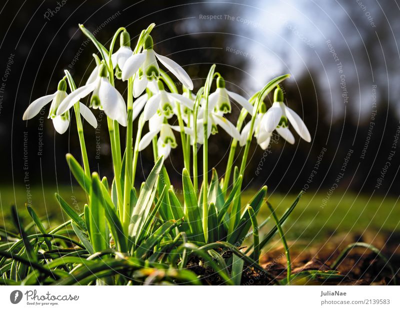 snowdrops Snowdrop Spring Spring flowering plant Flower Plant White Illuminate galanthus nival Meadow group Small blossom snow drops Garden Green