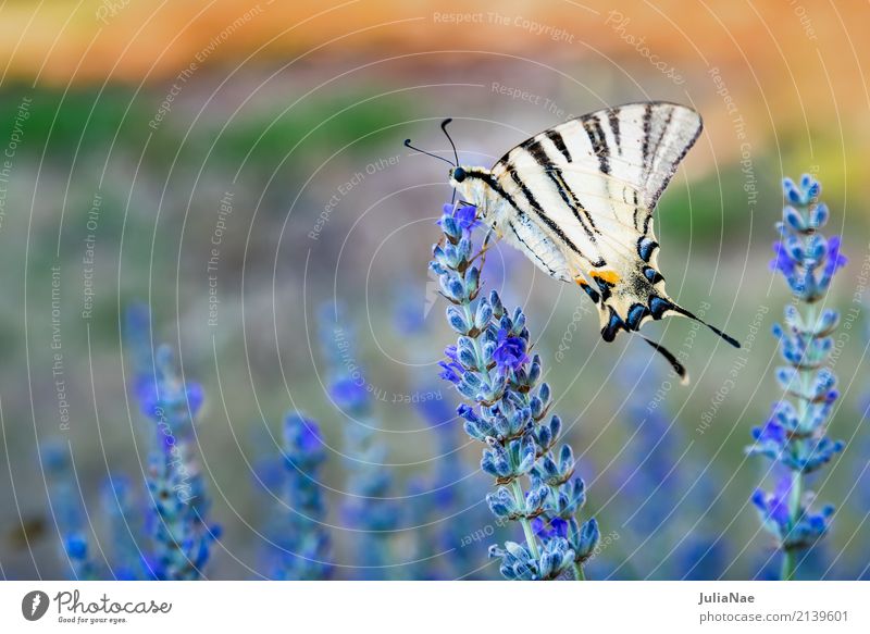 Swallowtail on a lavender blossom Blossom Butterfly Large Yellow White machaon Lavender sail butterfly Insect Beige Colour photo Multicoloured Exterior shot