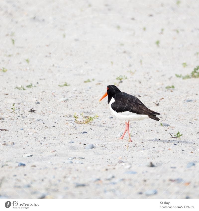and bye-bye Summer Beach Animal Wild animal Bird Oyster catcher 1 Running Movement Going Walking Red Black White Loneliness Environment Helgoland North Sea