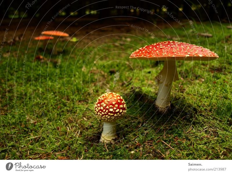 PROJECT: forest beautification Environment Nature Earth Forest Natural Risk Moody Moss Mushroom Amanita mushroom Complementary colour Enchanted forest