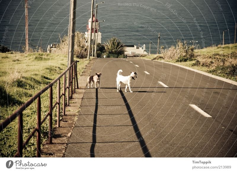 The strays of Madeira Animal Pet Dog 2 Stand Ocean Mediterranean sea Road traffic Sunlight Traffic infrastructure Loneliness Exposed Fence Summer Shadow