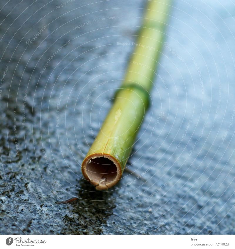 O Environment Nature Bad weather Rain Plant Exotic Bamboo Bamboo stick Wet Ground Paving tiles Hollow Round Colour photo Exterior shot Close-up Detail
