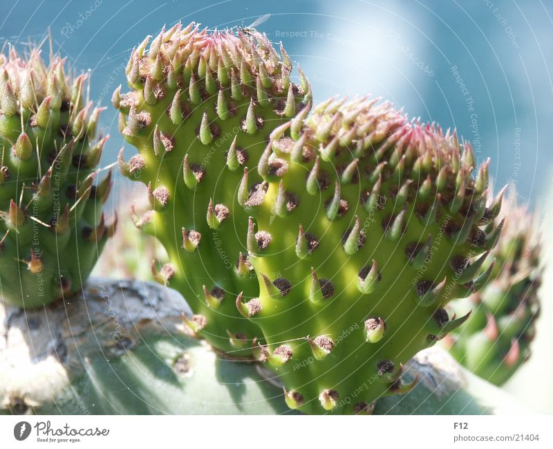 cactus Cactus Green Italy Blue Thorn Macro (Extreme close-up) Close-up