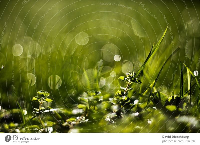 Tau-o'clock Nature Plant Water Drops of water Spring Summer Grass Foliage plant Green Glittering Structures and shapes Grass tip Dew Wet Damp Colour photo