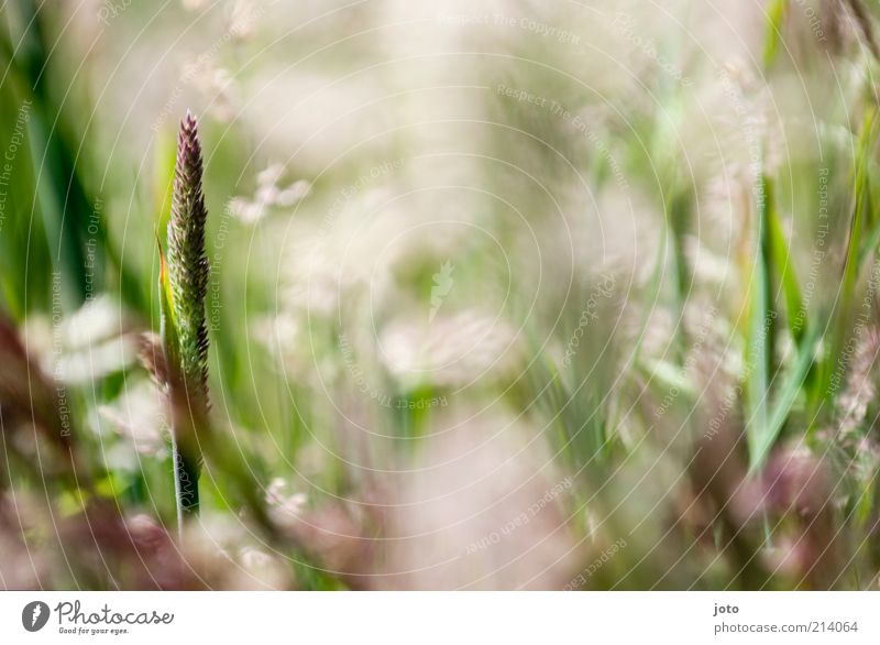 We were lying in the meadow. Nature Plant Spring Summer Grass Meadow Blossoming Esthetic Fresh Bright Life Fragrance Dream world Positive Multicoloured Blur