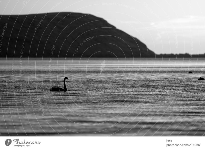 Searching Nature Landscape Animal Water Mountain Lake Swan Esthetic Elegant Beautiful Calm Loneliness Freedom Life Peace Bird Dark Black & white photo