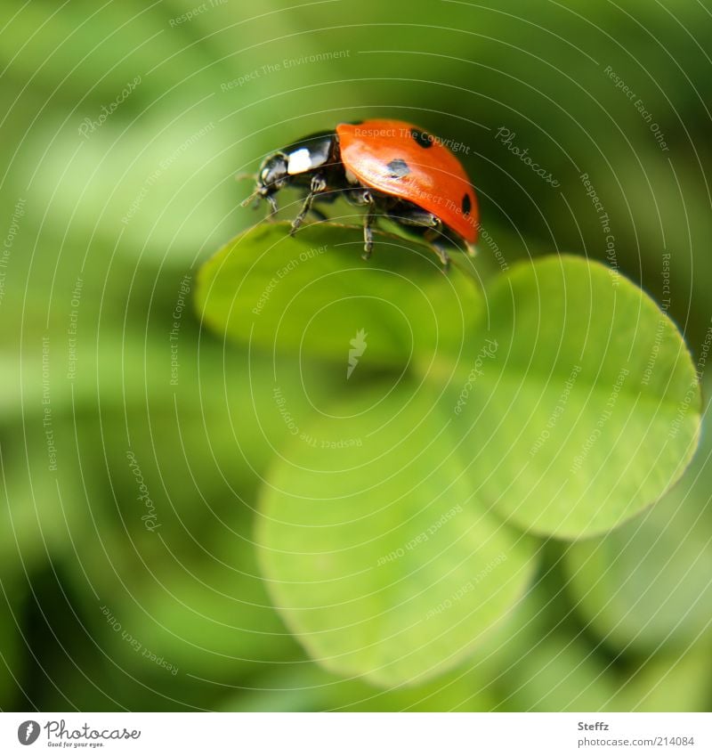 Lucky charm brings luck - a wish is granted Happy Ladybird Good luck charm Four-leafed clover Clover Cloverleaf three-leaved cloverleaf lucky beetle