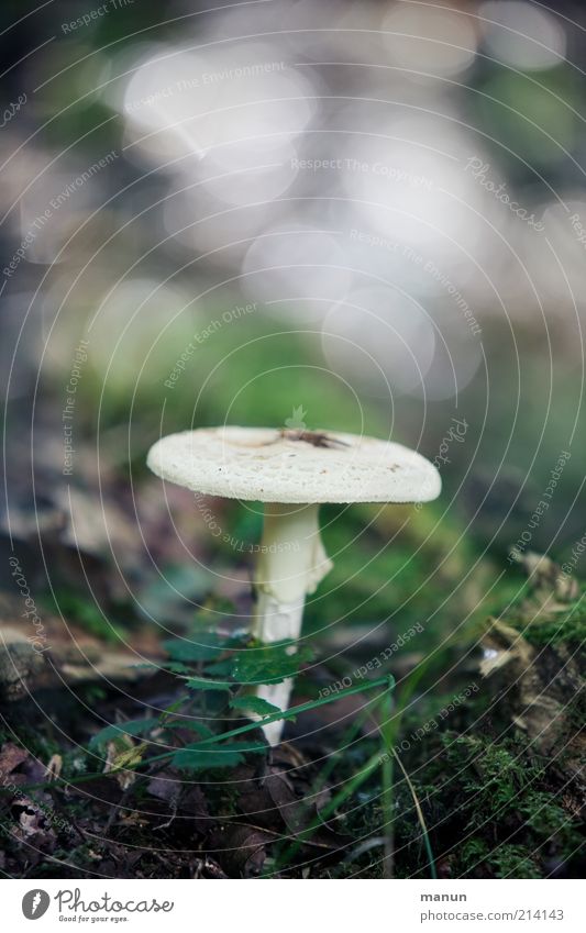 forest mushroom Food Nutrition Organic produce Nature Autumn Wild plant Mushroom Growth Natural Beautiful Poison Feed Colour photo Exterior shot Day