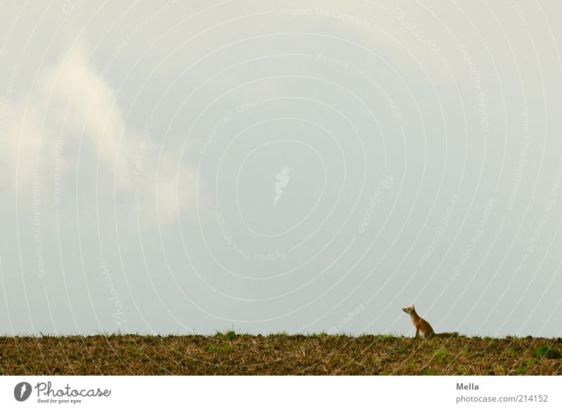 Fable Worlds - Reineke Fuchs Environment Nature Landscape Animal Earth Sky Field Wild animal Fox 1 Looking Sit Small Natural Loneliness Expectation Freedom fab