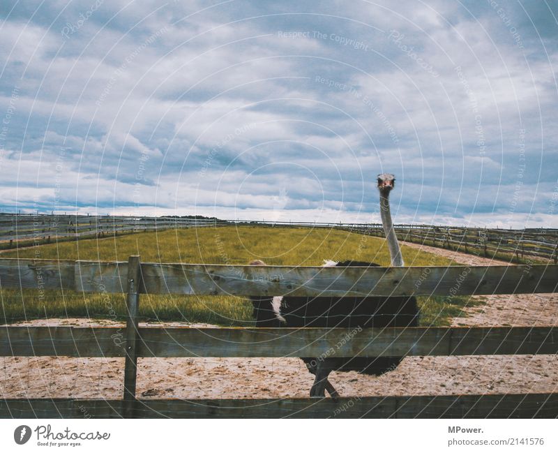 Bird Ostrich Environment Nature Clouds Bad weather Animal 1 Going Looking Enclosure Looking into the camera Fence Farm Colour photo Exterior shot Deserted