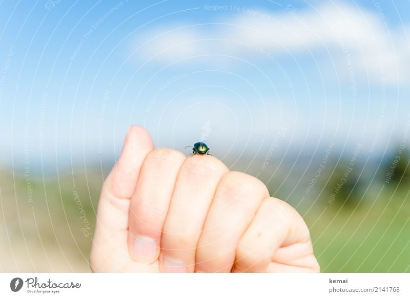 encounter Hand Fingers Environment Nature Animal Sky Clouds Summer Beautiful weather Wild animal Beetle Insect 1 Relaxation To hold on Sit Authentic