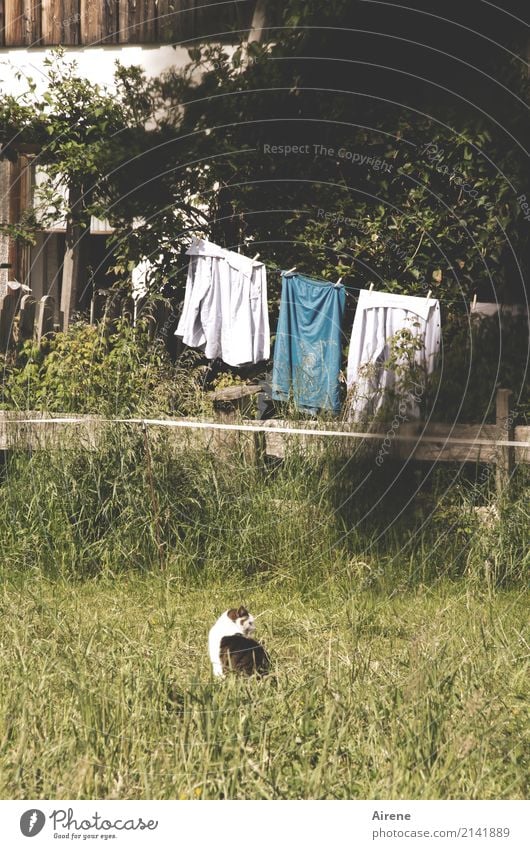 cat wash Living or residing Garden Household Clothesline Meadow Deserted House (Residential Structure) Detached house Facade Fence Cat 1 Animal Laundry