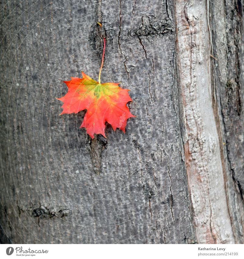 new season Nature Plant Tree Leaf Old Authentic Natural Yellow Gray Red Inspiration Decline Transience Change Time Autumn Tree bark Tree trunk Colour photo