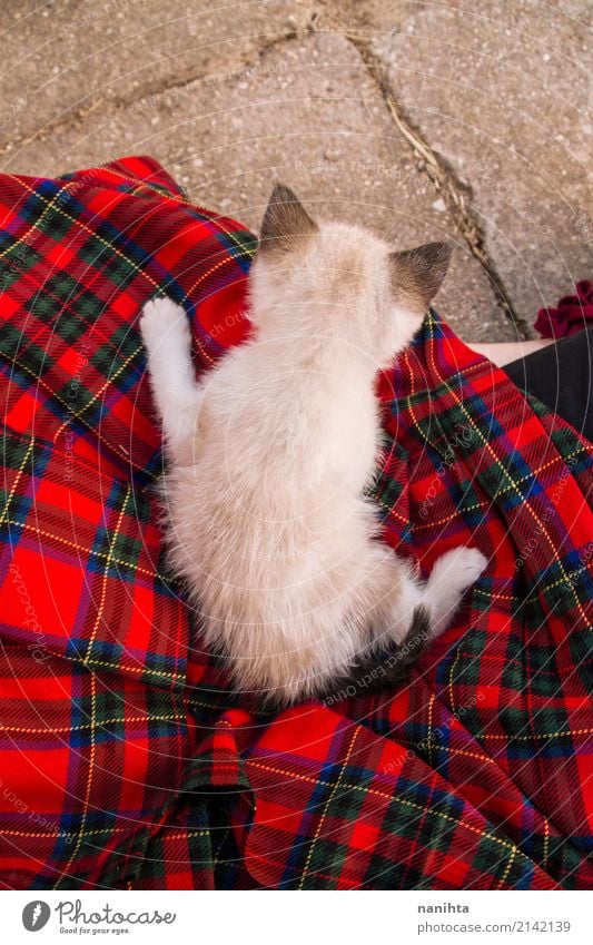 Back view of a siamese baby cat over a plaid skirt Cloth Checkered Animal Pet Cat 1 Baby animal Stone Lie Wait Friendliness Small Natural Curiosity Cute Retro