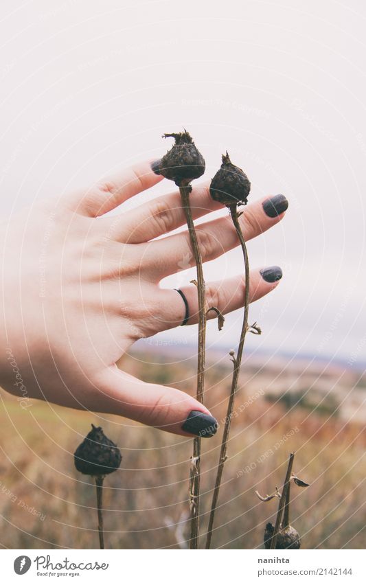Hand touching dried plans in nature Human being Masculine Young woman Youth (Young adults) 1 18 - 30 years Adults Environment Nature Plant Sky Clouds Autumn
