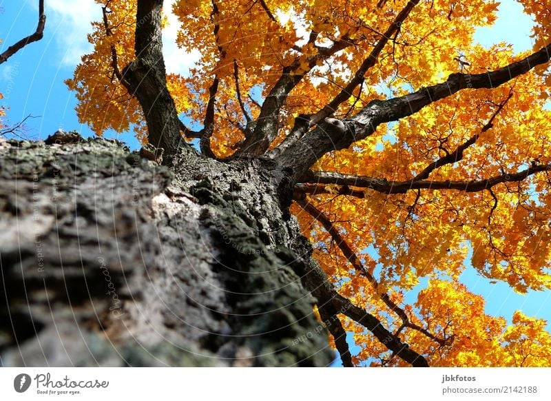 tree of life Environment Nature Plant Air Sky Sunlight Summer Autumn Climate change Weather Beautiful weather Tree Leaf Maple tree Norway maple Park Forest