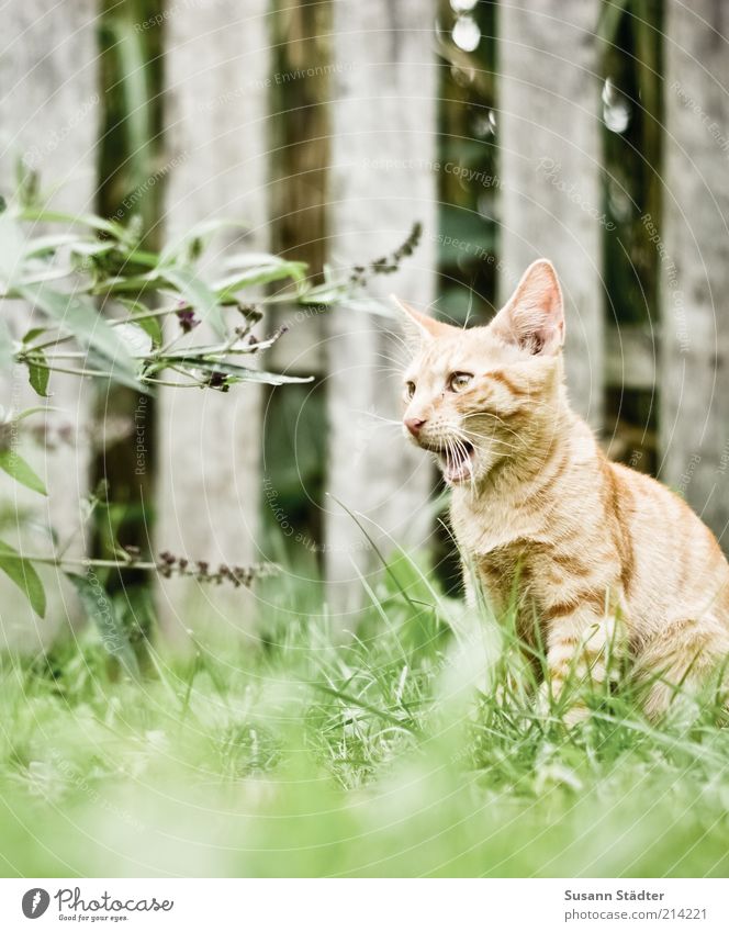 meow Grass Bushes Garden Meadow Animal Pet Cat Baby animal Wooden fence Lavender Red-haired Watchfulness Deerstalking Whisker Meow Colour photo Exterior shot
