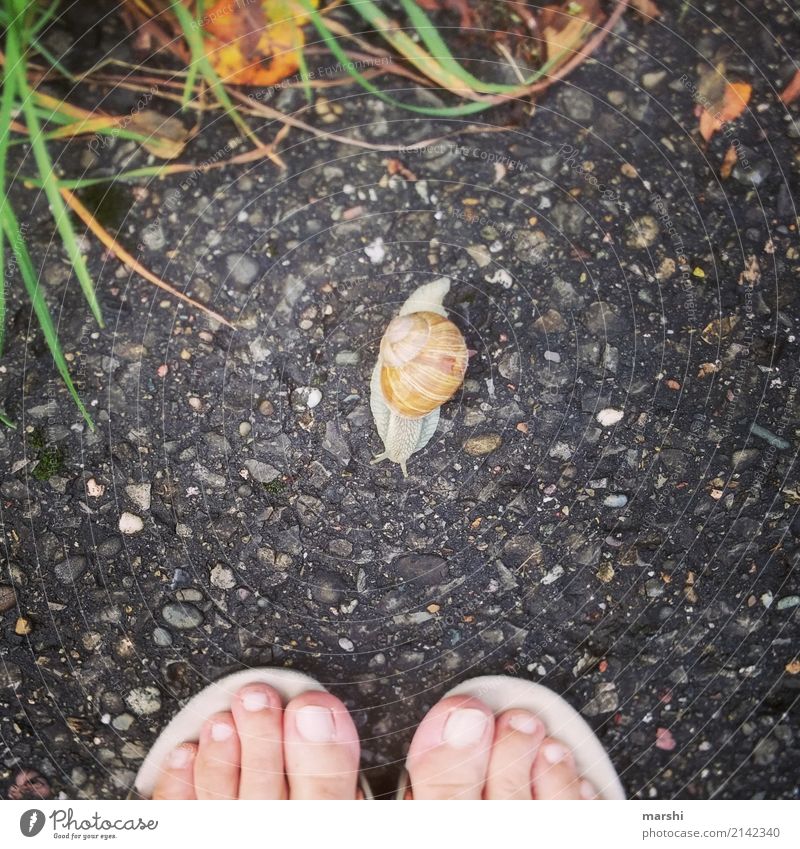 encounters Human being 1 Animal Snail Emotions Moody Vineyard snail Feet Toes Encounter Lanes & trails Funny Colour photo Exterior shot Detail Animal portrait
