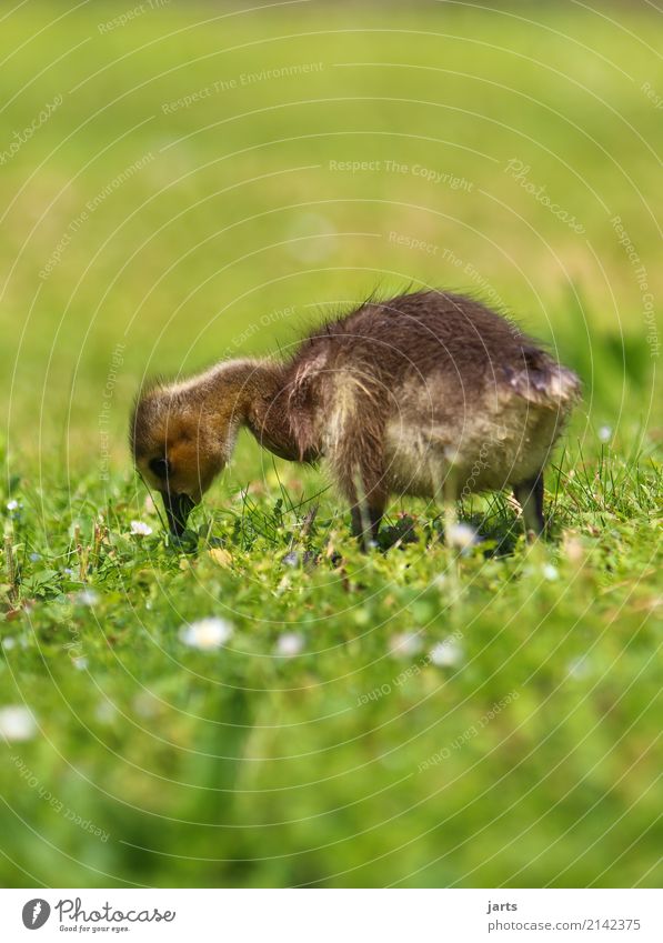 goose nice small Grass Park Animal 1 Baby animal Eating To feed Small Beautiful Nature Goose Lawn Search Plumed Colour photo Exterior shot Close-up Deserted