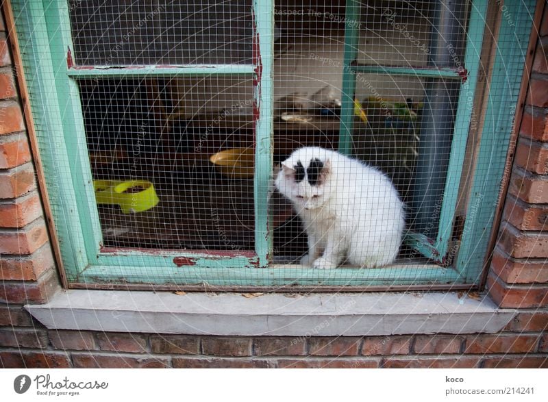 Chinese lucky cat? China Asia Old town Wall (barrier) Wall (building) Window Pet Cat 1 Animal Sit Poverty Green Red White Love of animals Sadness Longing
