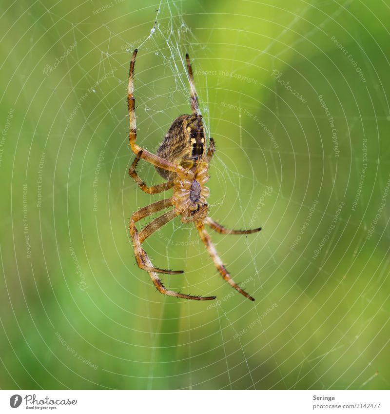 On the net Animal Wild animal Spider Animal face 1 Hang Cross spider Spider's web Spider legs Colour photo Multicoloured Exterior shot Close-up Detail Deserted