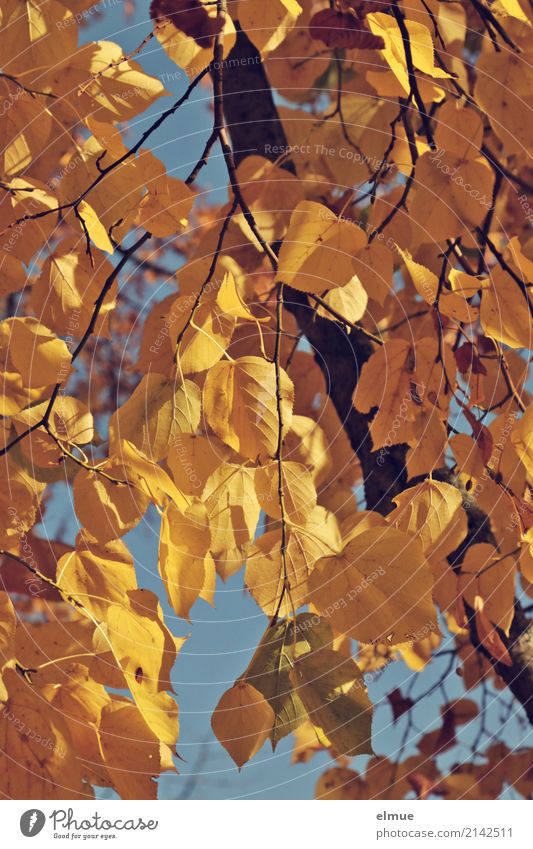 lime gold Nature Plant Autumn Beautiful weather Tree Lime tree Lime leaf Autumn leaves Park Hang Blonde Dry Yellow Gold Acceptance Calm Fatigue Longing