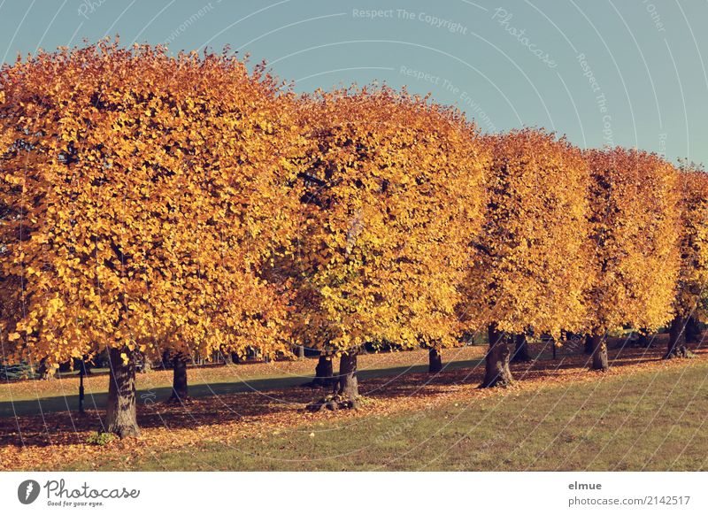 Linden compact Autumn Beautiful weather Tree Lime tree lime leaves Autumn leaves Deciduous tree Park Blonde Bright Yellow Gold Acceptance Protection Romance