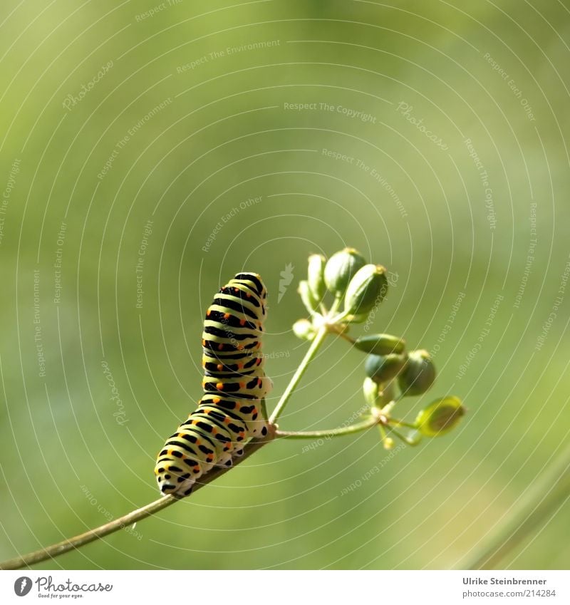 Flexibles Caterpillar
