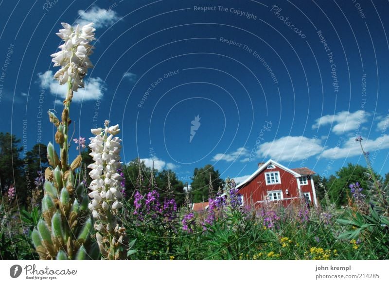 two Environment Nature Plant Sky Summer Flower Lupin Lupine field Garden Meadow hasselö Sweden loftahammar sjökanten House (Residential Structure)