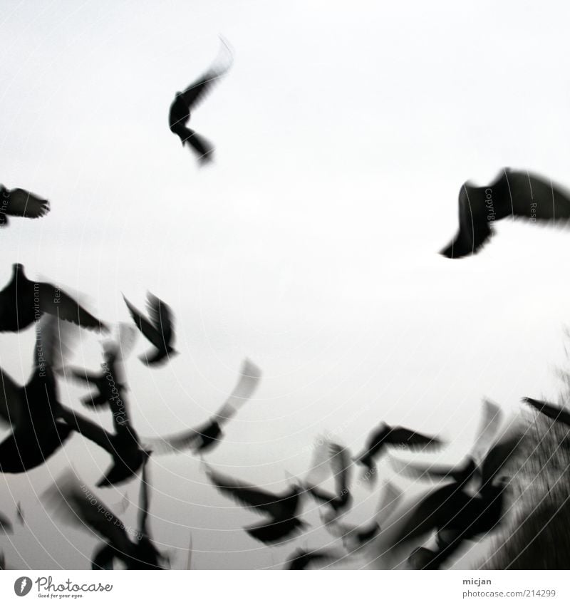 Vanishing Misguided Ghosts Nature Animal Air Sky Bird Wing Group of animals Flock Movement Flying Wild Black Flee Black & white photo Exterior shot Deserted