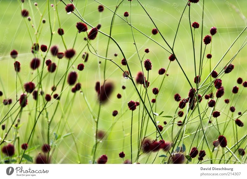 plant network Environment Nature Plant Spring Summer Grass Blossom Meadow Green Stalk Blade of grass Blossoming Beautiful Colour photo Exterior shot Detail