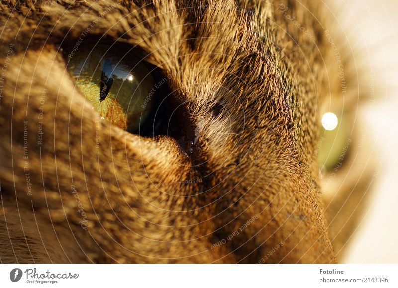 In the eye of the beholder Environment Nature Animal Pet Cat Animal face Pelt 1 Warmth Soft Brown Green Looking Cat eyes Observe Colour photo Multicoloured