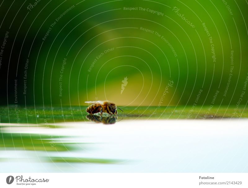 resting place Environment Nature Animal Summer Bee 1 Free Small Near Natural Brown Green Wing Reflection Slice Break Colour photo Multicoloured Exterior shot