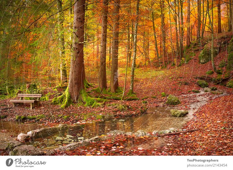 Forest in autumn colors Design Joy Happy Relaxation Leisure and hobbies Sun Nature Landscape Autumn Warmth Tree Leaf Bright Natural Gold Colour Fussen Germany