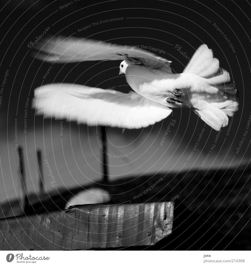dovecote Environment Nature Animal Bird Pigeon Flying Illuminate Elegant Esthetic Uniqueness Freedom Peace Life Ease White Dove of peace Motion blur Sky